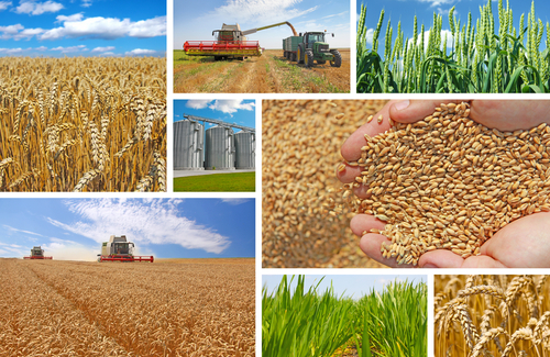 Liberty Commodities Corporation Liberty Commodities Corporation